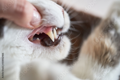 Checking Teeth Of Cat Close Up Shot 