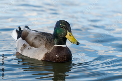 A Mallard Duck swimming
