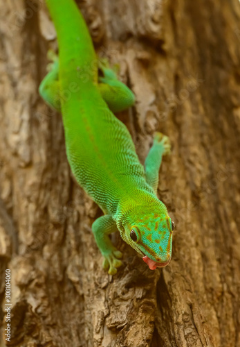green gecko on a tree stem sticking tongue out
