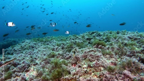 Wallpaper Mural POV Scuba diving in a Mediterranean sea reef Torontodigital.ca