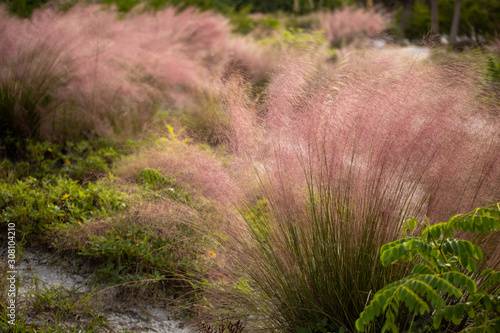 A field of pink muhly grass photo