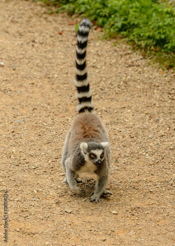 ring tailed lemur walking on gravel ground