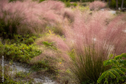 A field of pink muhly grass