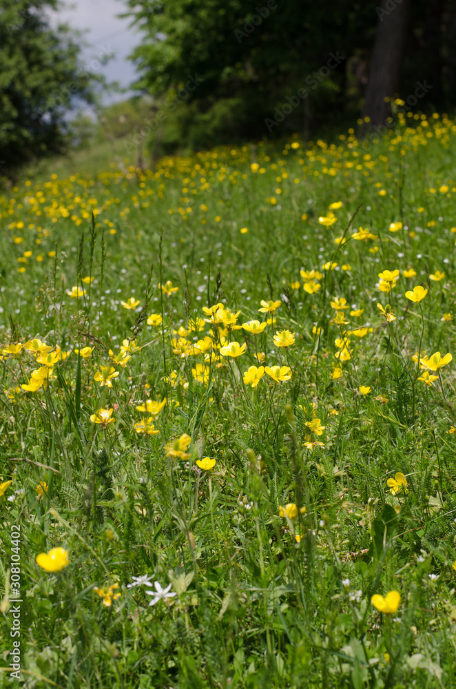 yellow flower field of dandelions