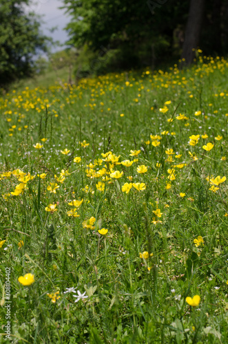 yellow flower field of dandelions