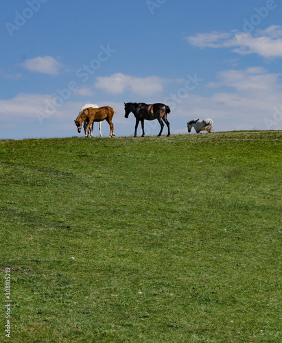 horses on a meadow © Dimitrios