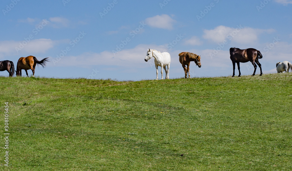 Fototapeta premium horses on a meadow