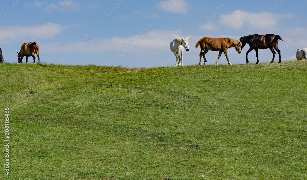 horses on a meadow horses on a meadow