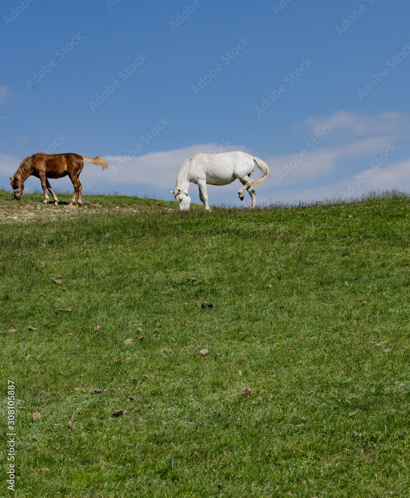 horses on a meadow