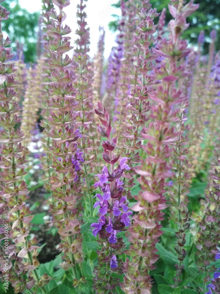 Beautiful little purple lavender flowers with green leaves.. Can be used for printing on the covers of notebooks, on fabric, postcards, etc Beautiful little purple lavender flowers with green leaves.. Can be used for printing on the covers of notebooks, on fabric, postcards, etc