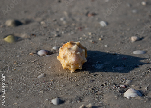 Sanibel Seashells