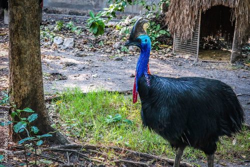Φωτογραφία Cassowary