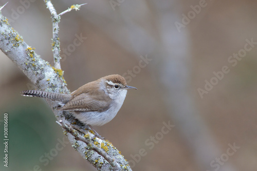 Bewick's wren natural pictures on a texas ranch  photo