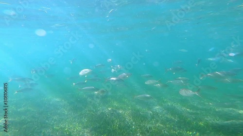 Follow a large swarm of fish in the turquoise water photo