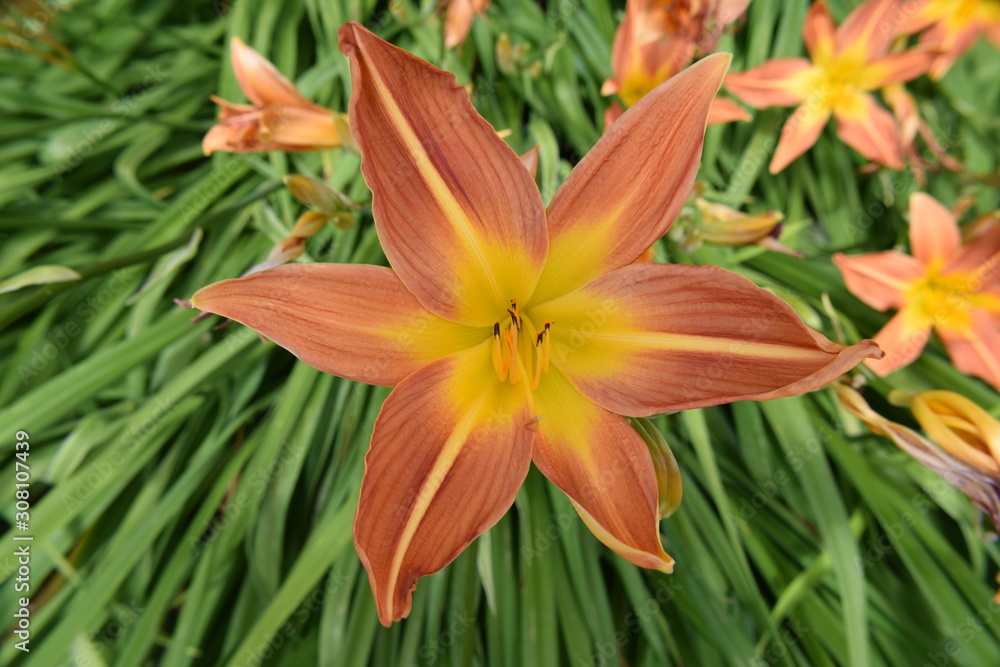 orange lily in garden orange lily in garden
