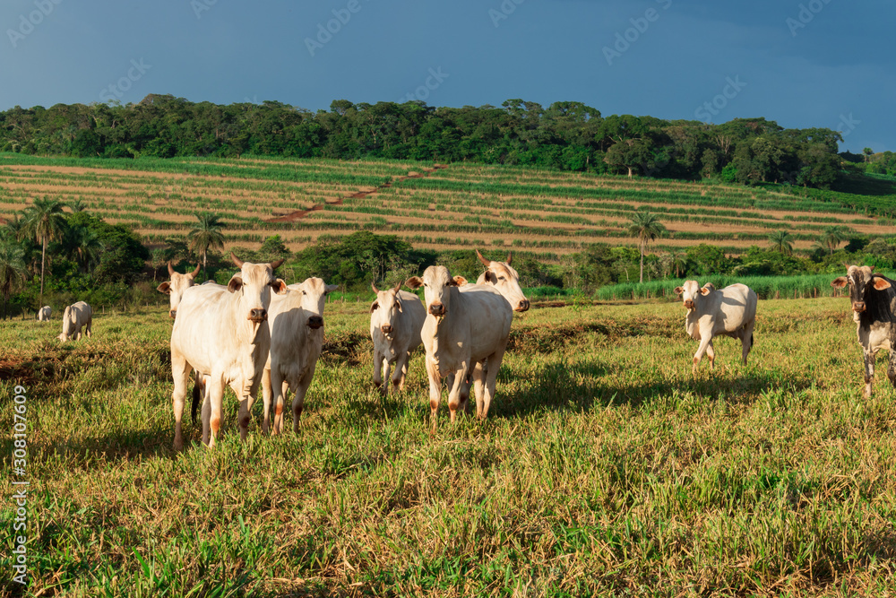 Obraz premium Cattle loose in the pasture