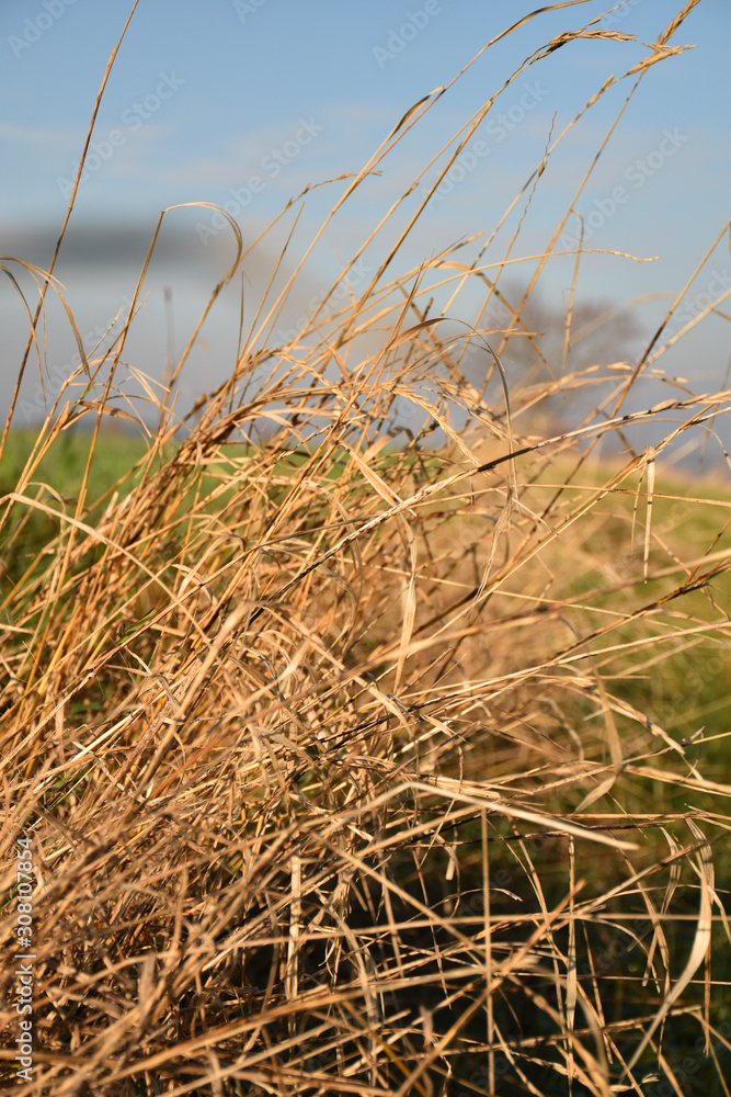 Fototapeta premium Old yellow grass texture
