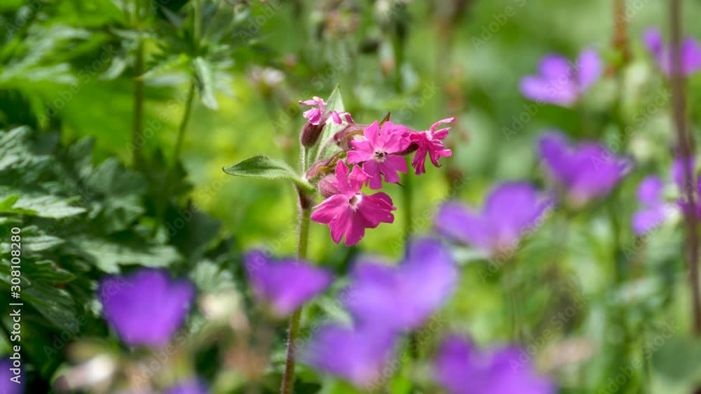 Pink flower close-up on flower meadow Pink flower close-up on flower meadow