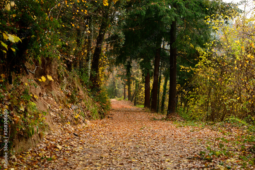 Obraz premium camino otoñal, relleno de hojas muertas, 