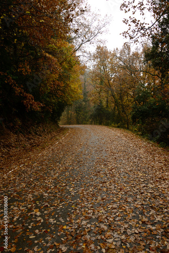 Carretera cubierta de hojas, paisaje otoñal, carretera peligrosa