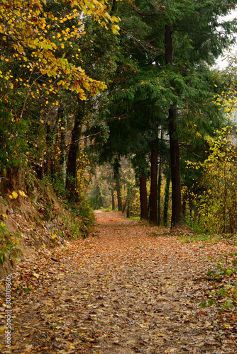 Camino relleno de hojas muertas  otono en los bosques del mediterraneo