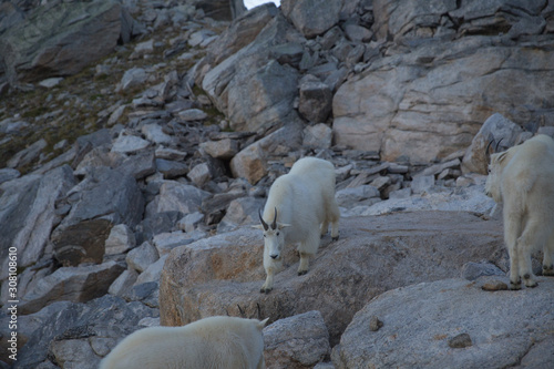 A group of rocky mountain goat (Oreamnos americanus) in British Columbia, Canada.