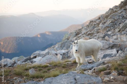 In the West Kootenays a rocky mountain goat (Oreamnos americanus) walking alone in British Columbia, Canada.