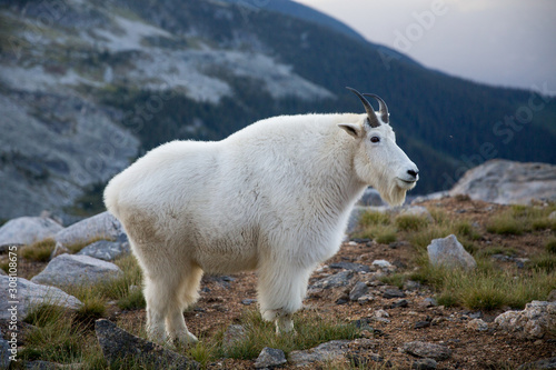 happy mountain goat in bc