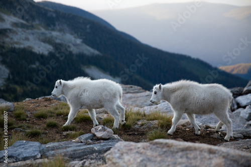 Two rocky mountain goat (Oreamnos americanus) in British Columbia, Canada.