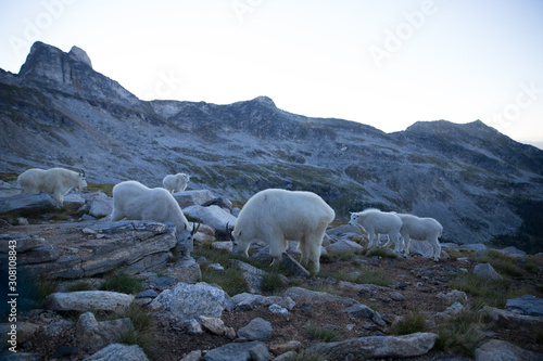 A group of rocky mountain goat (Oreamnos americanus) in British Columbia, Canada.