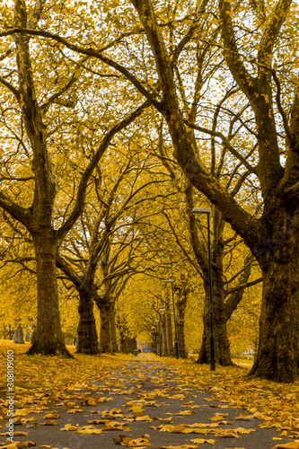 Golden autumn alley in park