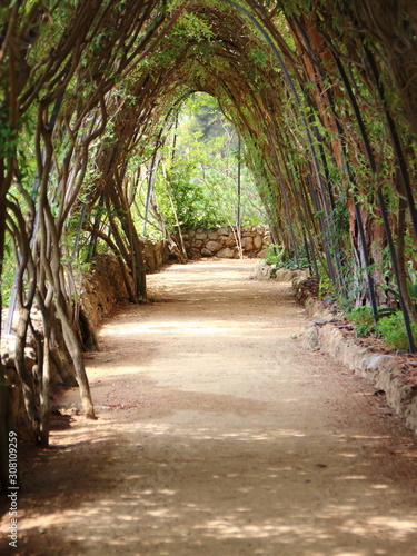 Tranquil Path under Pergola with Braid Branches