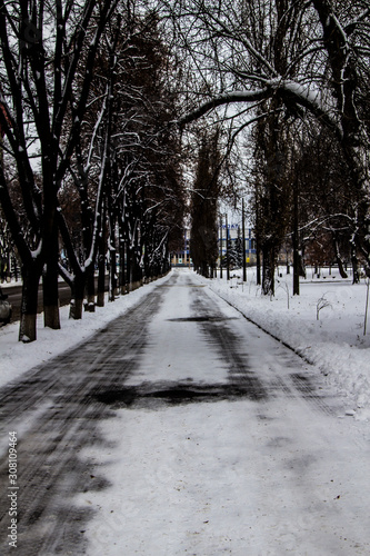 The Road in the snow. Trees in the winter day.  The asphalt in the snow. © Olga