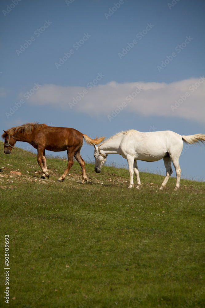Obraz premium horses in a field
