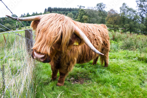 Highland Cattle in Scotland photo