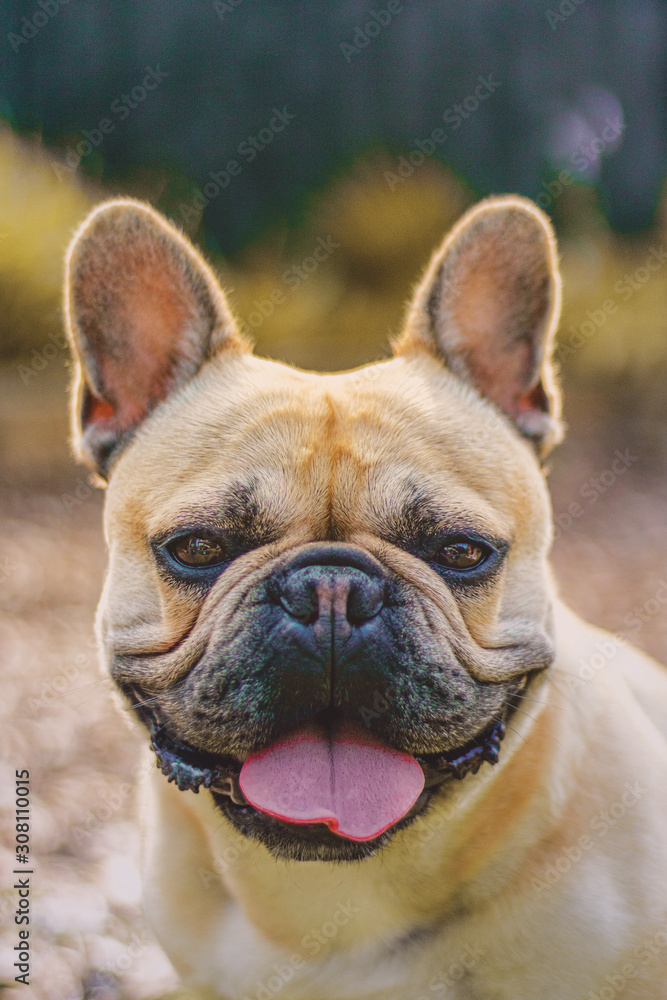 english bulldog in front of blue background