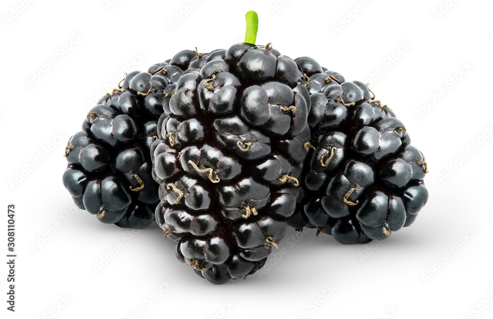 Isolated berries. Three fresh mulberry fruits isolated on white background with clipping path Isolated berries. Three fresh mulberry fruits isolated on white background with clipping path