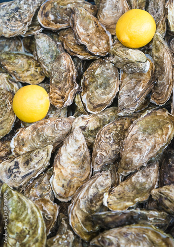 Fresh raw oysters and lemons photo