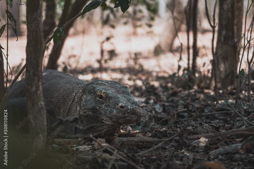 Obraz premium Dragons at the Komodo Island