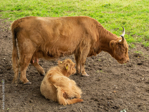 Highland cow and calf in Pollok Country Park, Glasgow