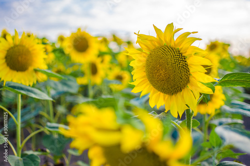 sunflowers grow outdoors in summer