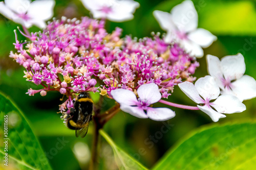 Bumblebee on the hydrangea s flower