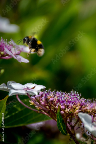 Bumblebee flies to the hydrangea's flower