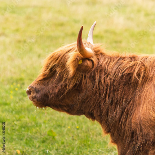 A highland cow in Pollok country park Glasgow