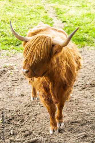 a highland cow in Pollok country Park, Glasgow