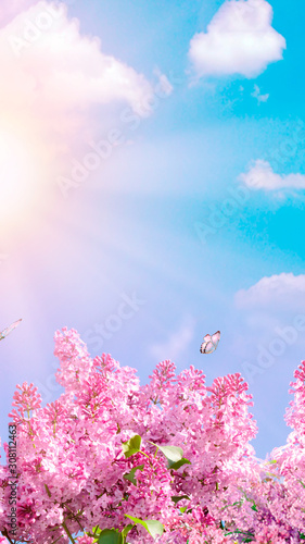 Abstract floral backdrop of purple flowers over pastel colors with soft style for spring or summer time. Banner background with copy space.