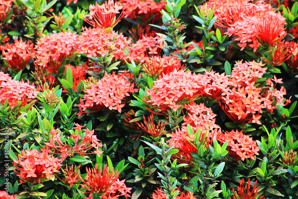 Red tropical flowers