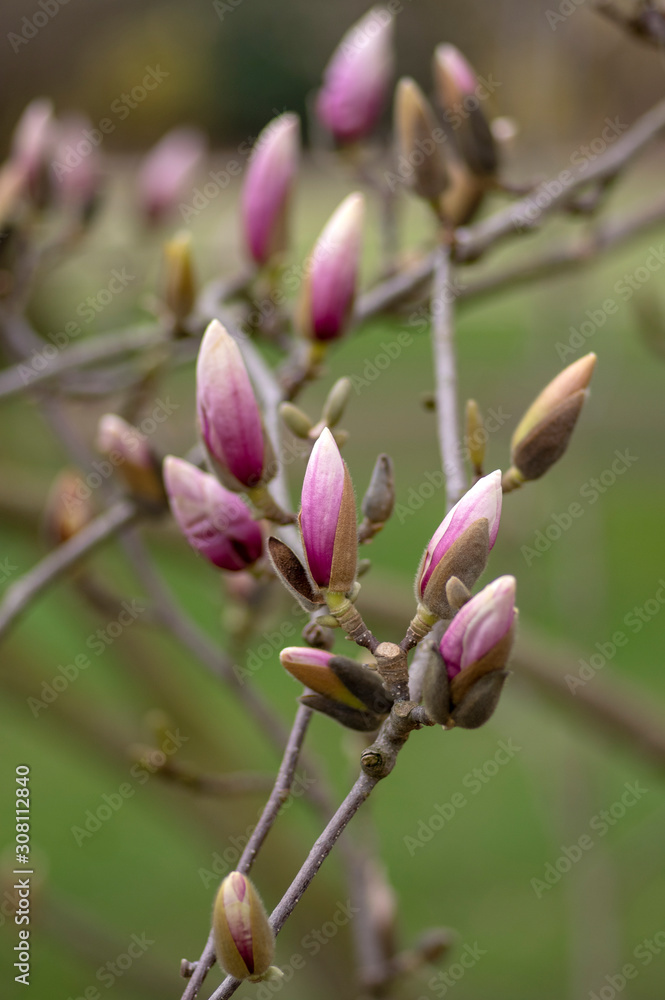 Magnolia soulangeana also called saucer magnolia flowering springtime tree with beautiful pink white flower on branches in bloom Magnolia soulangeana also called saucer magnolia flowering springtime tree with beautiful pink white flower on branches in bloom