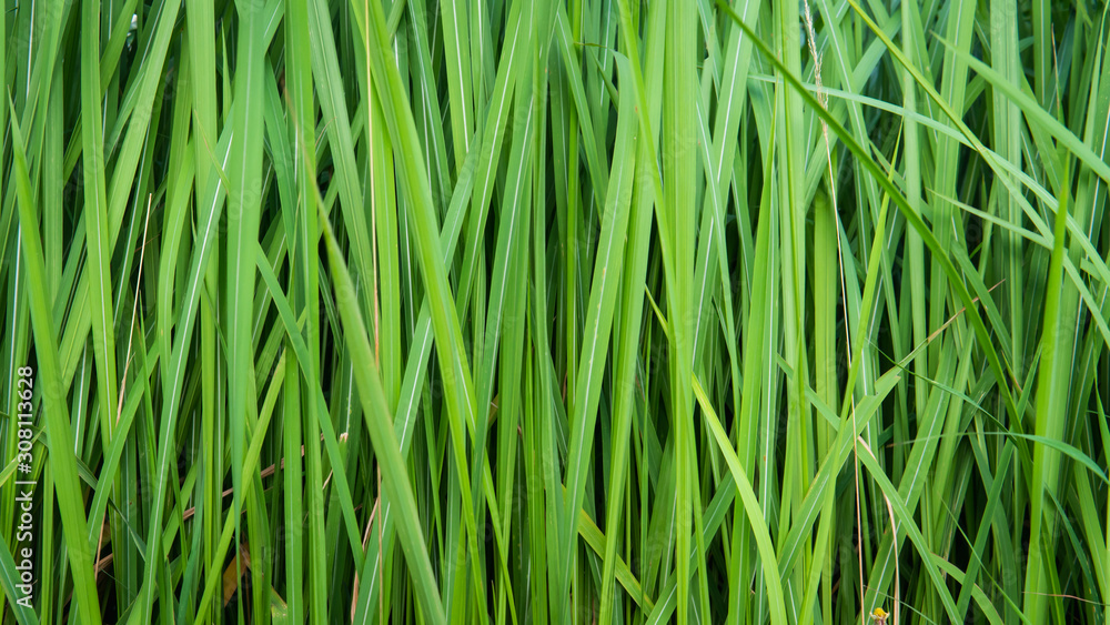 Side view of long grass. Background image. Side view of long grass. Background image.