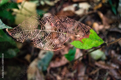 leaf web